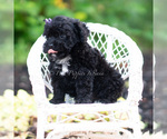 Small #4 Maltipoo (Miniature)