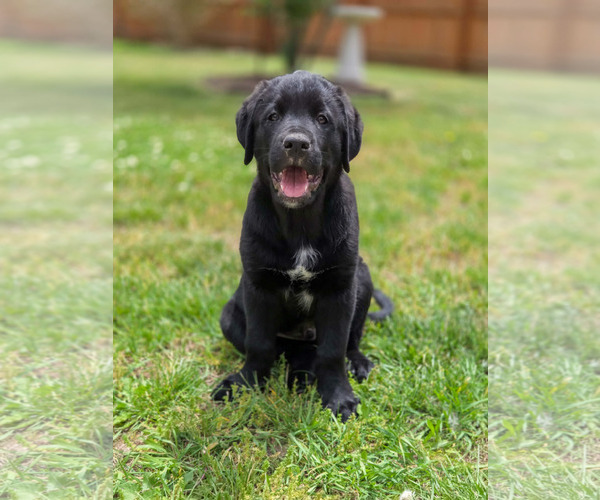 Medium Photo #1 Labrador Retriever-Unknown Mix Puppy For Sale in Genesee, WI, USA