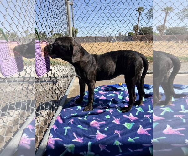 Medium Photo #2 Mutt Puppy For Sale in Goodyear, AZ, USA