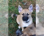 Small Photo #5 Belgian Malinois-Siberian Husky Mix Puppy For Sale in KANSAS CITY, MO, USA