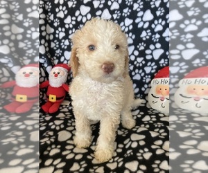 Medium Aussiedoodle Miniature 