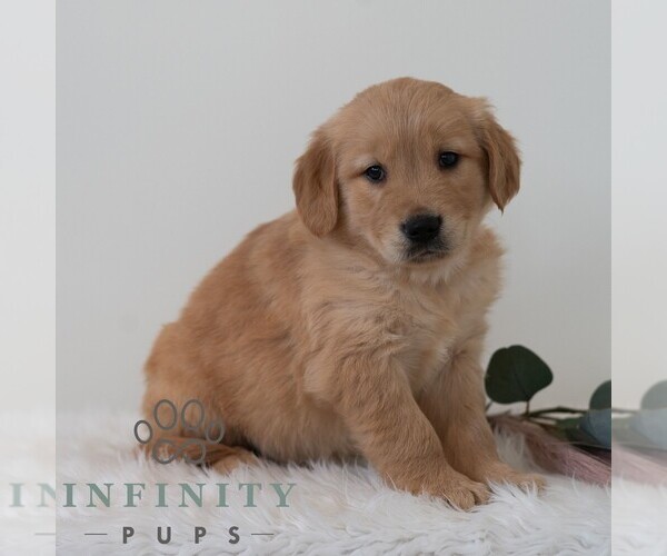 Medium Photo #5 Golden Retriever Puppy For Sale in NEWPORT, PA, USA