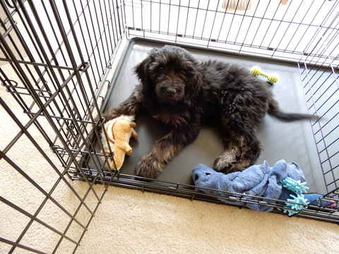 Medium Photo #1 Goldendoodle Puppy For Sale in MECHANICSBURG, PA, USA