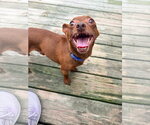 Small #6 Chiweenie