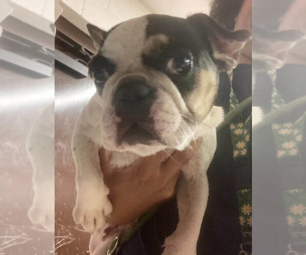 Medium Photo #2 Boston Terrier-Unknown Mix Puppy For Sale in New York, NY, USA