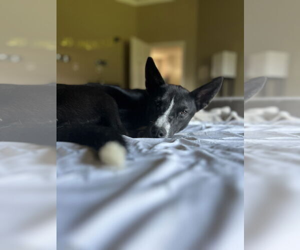 Medium Photo #2  Puppy For Sale in , 