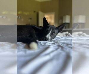 Siberian Husky-Unknown Mix Dogs for adoption in Bangs, TX, USA