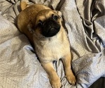 Small #4 Pug