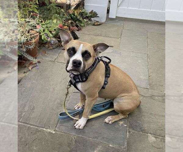 Medium Photo #2 Boxer Puppy For Sale in Rockville, MD, USA