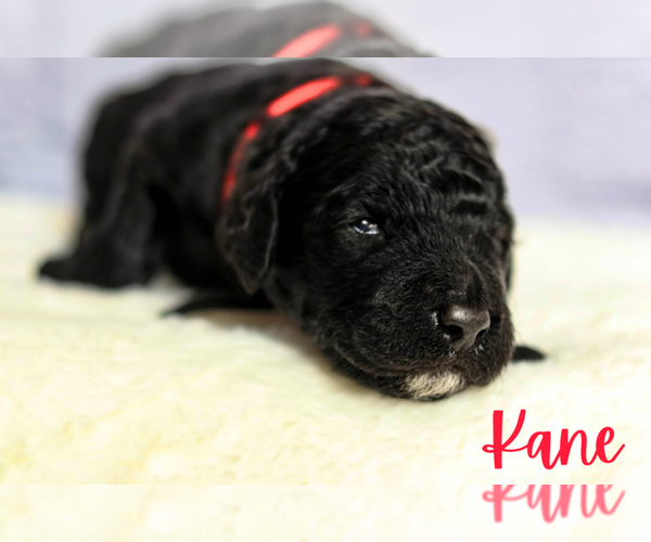 Medium Photo #2 Golden Mountain Doodle  Puppy For Sale in TRAFALGAR, IN, USA