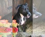 Small #11 Bull Terrier-Labrador Retriever Mix