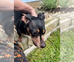 Small #59 Dachshund Mix
