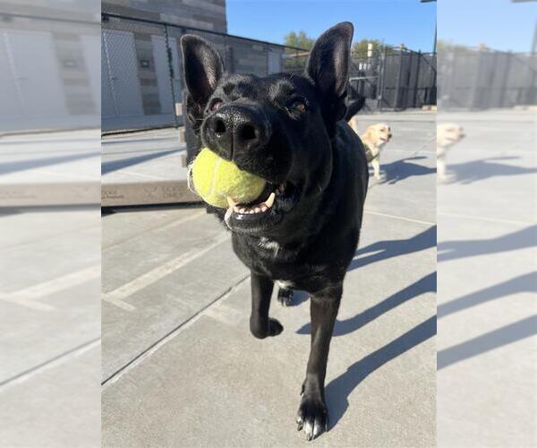 Medium Photo #4 Mutt Puppy For Sale in Elk Grove, CA, USA