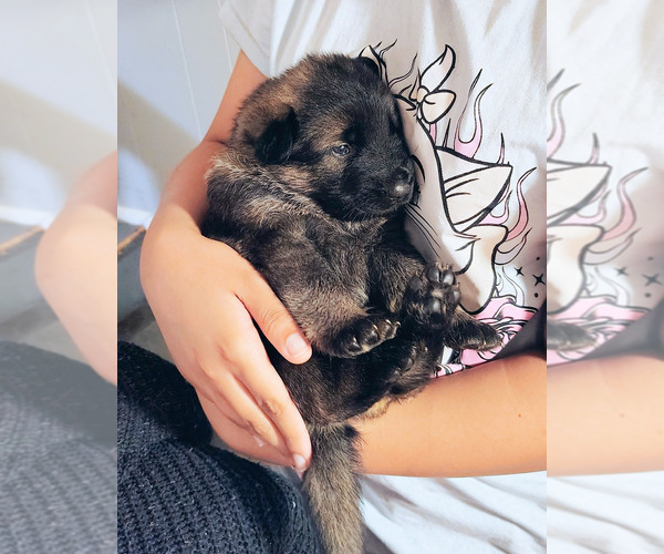 Medium Photo #6 German Shepherd Dog Puppy For Sale in PITTSBURGH, PA, USA