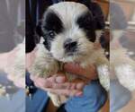 Small Photo #3 Shih Tzu Puppy For Sale in HOBART, IN, USA