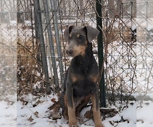 Doberman Pinscher Puppy for sale in ELIZABETHTOWN, IL, USA