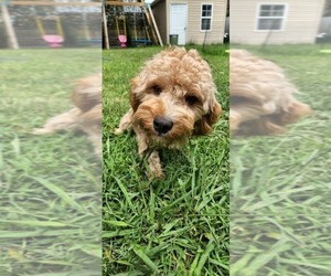 Cavapoo Puppy for sale in HAMPTON, VA, USA