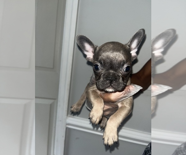 Medium Photo #16 French Bulldog Puppy For Sale in FAYETTEVILLE, NC, USA