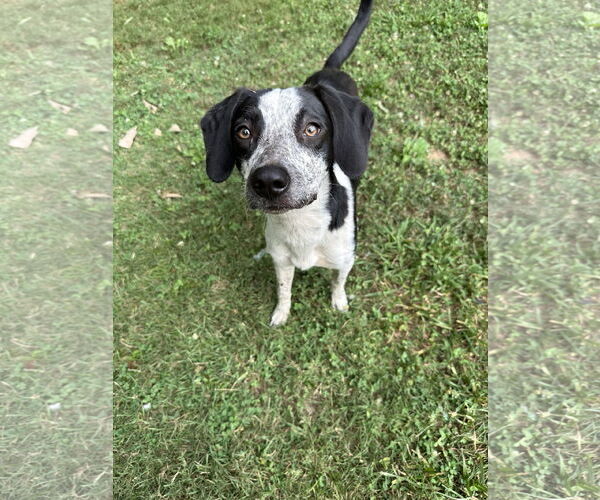Medium Photo #1 Border Collie-Unknown Mix Puppy For Sale in Ball Ground, GA, USA