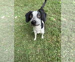 Small Border Collie Mix