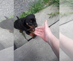 Small Photo #5 Rottweiler Puppy For Sale in CLEVELAND, OH, USA