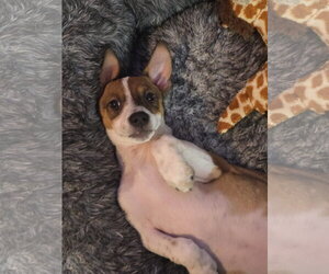 Heddy FH - Female Jack Russell Terrier-Parson Russell Terrier Mix Dog for Adoption - Photo #6