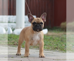French Bulldog Puppy for Sale in Budapest, Budapest Hungary