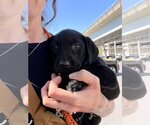 Small Labrador Retriever Mix