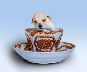 Poodle (Toy) Puppy for Sale in DENVER, Colorado USA