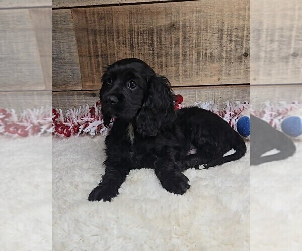 Medium Photo #2 Cockalier Puppy For Sale in JASONVILLE, IN, USA