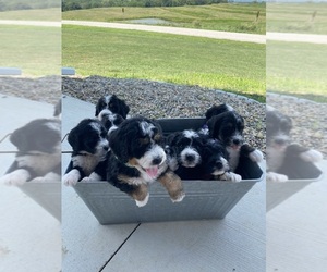 Bernedoodle Puppy for sale in VILLISCA, IA, USA