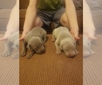Small Photo #2 Weimaraner Puppy For Sale in PLAIN DEALING, LA, USA