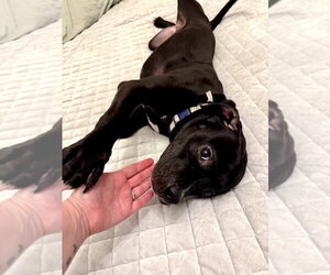Mutt Dogs for adoption in Mooresville, NC, USA