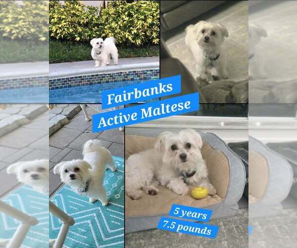 Medium Photo #1 Maltese Puppy For Sale in Plantation, FL, USA
