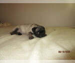 Small Photo #4 Pug Puppy For Sale in HUGUENOT, NY, USA