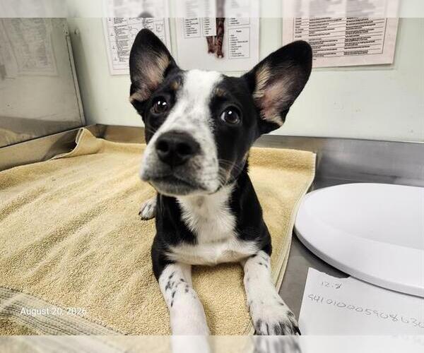 Medium Photo #1 Mutt Puppy For Sale in Santa Cruz, CA, USA