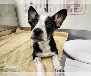 Mutt Dogs for adoption in Santa Cruz, CA, USA