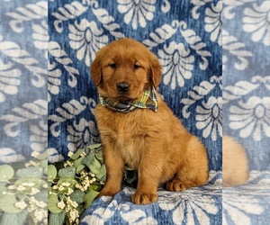 Golden Retriever Puppy for sale in OXFORD, PA, USA
