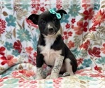 Small Photo #5 Australian Cattle Dog-Border Collie Mix Puppy For Sale in LAKELAND, FL, USA