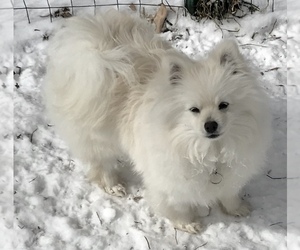 Mother of the Pomeranian puppies born on 07/19/2025