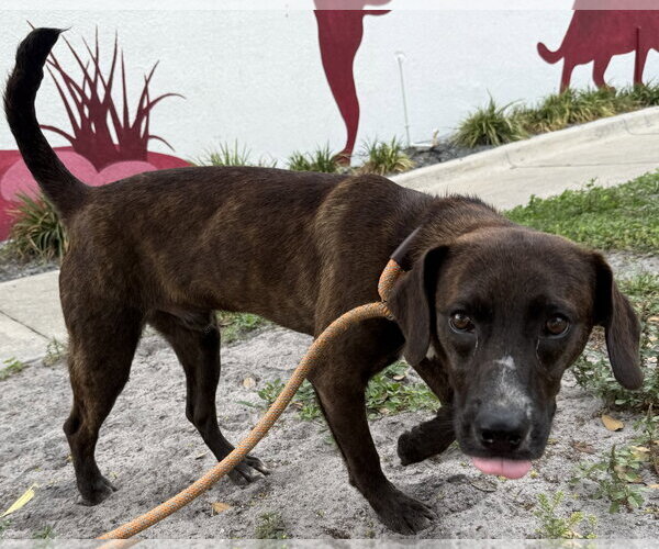 Medium Photo #4 Beagle-Plott Hound Mix Puppy For Sale in Sanford, FL, USA