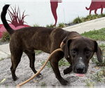 Small #3 Beagle-Plott Hound Mix