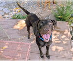 Small #1 Labrador Retriever