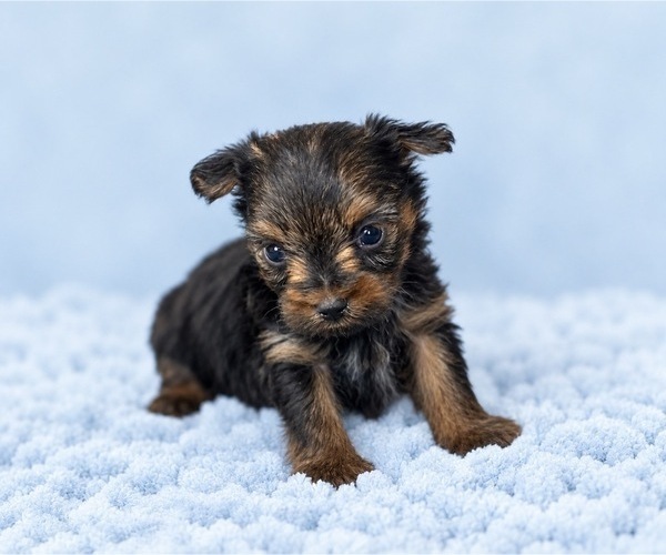 Medium Photo #7 Yorkshire Terrier Puppy For Sale in BRANDON, MS, USA