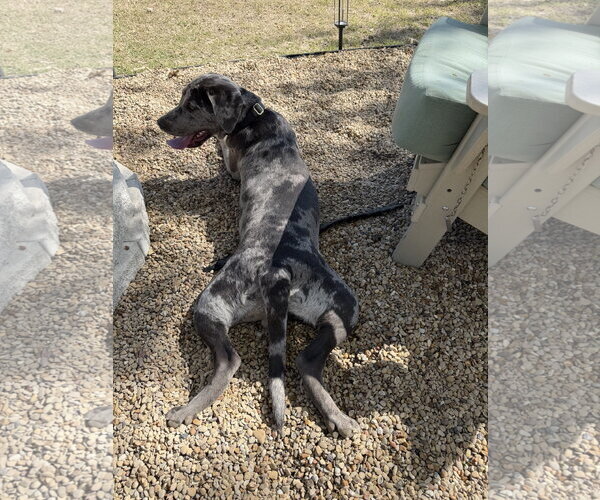 Medium Photo #2 Catahoula Leopard Dog Puppy For Sale in McKinney, TX, USA