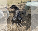 Small #1 Catahoula Leopard Dog