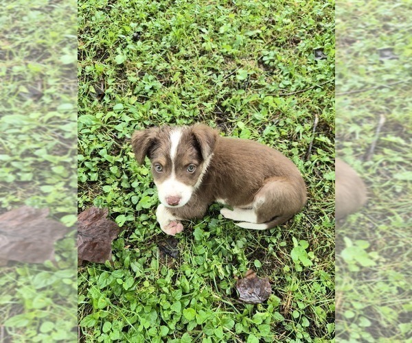 Medium Photo #5 Borador Puppy For Sale in MARION, VA, USA
