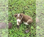 Small #4 Borador
