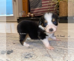 Australian Shepherd Puppy for sale in BATESVILLE, AR, USA