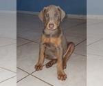 Small Photo #4 Doberman Pinscher Puppy For Sale in BARTOW, FL, USA